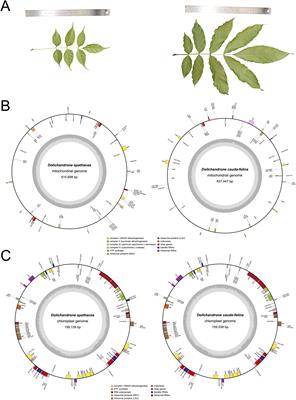 Comparison of organelle genomes between endangered mangrove plant Dolichandrone spathacea to terrestrial relative provides insights into its origin and adaptative evolution